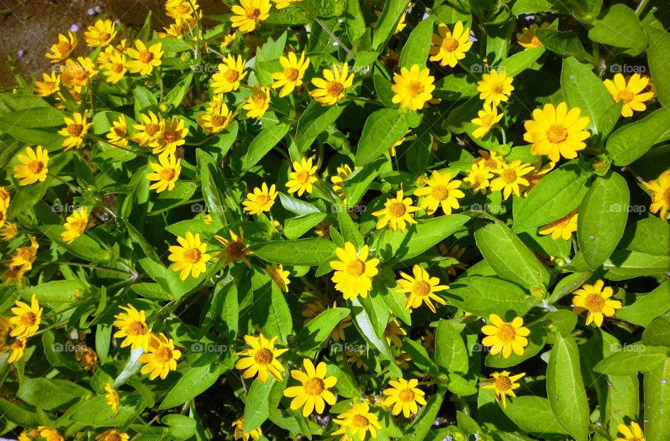 small rich colour yellow flower in garden