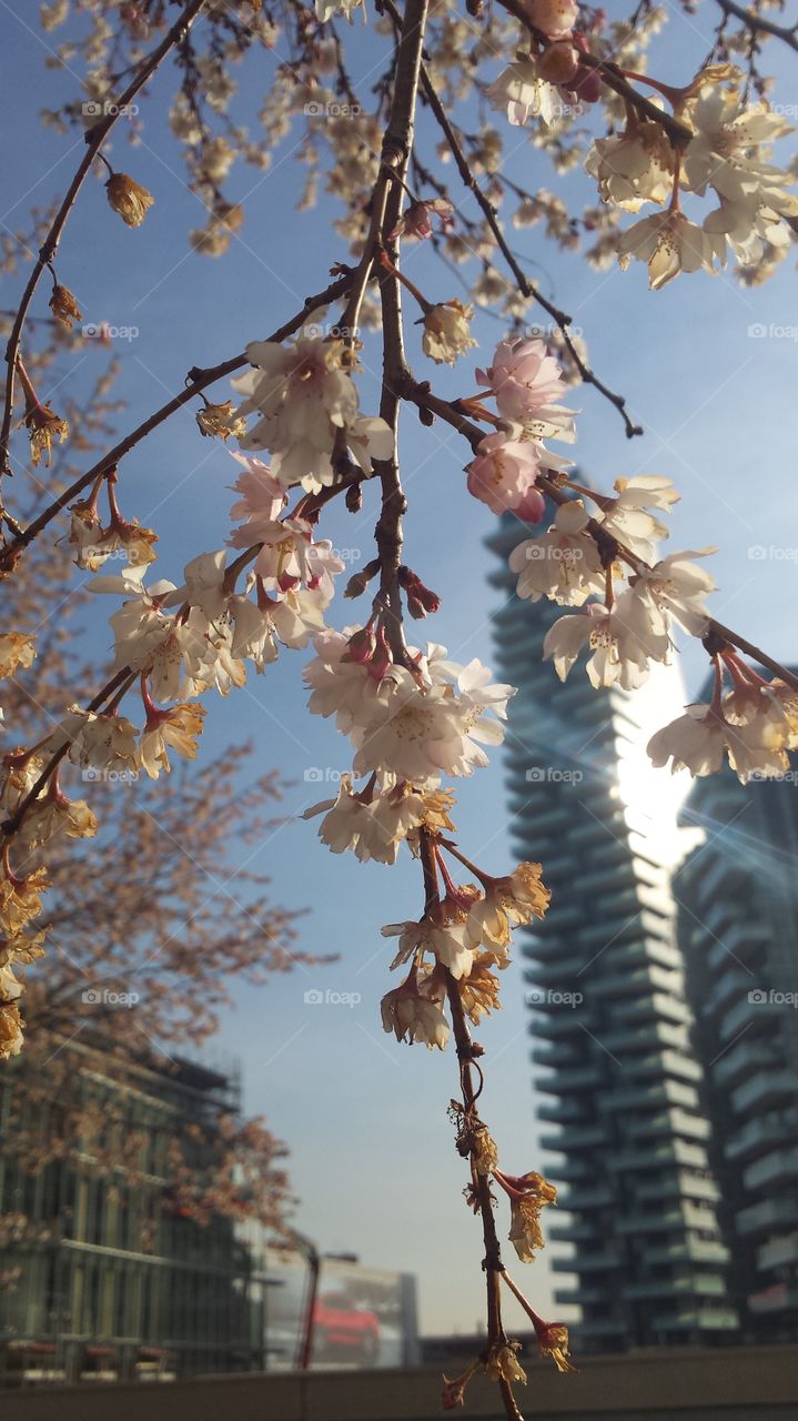 sakura