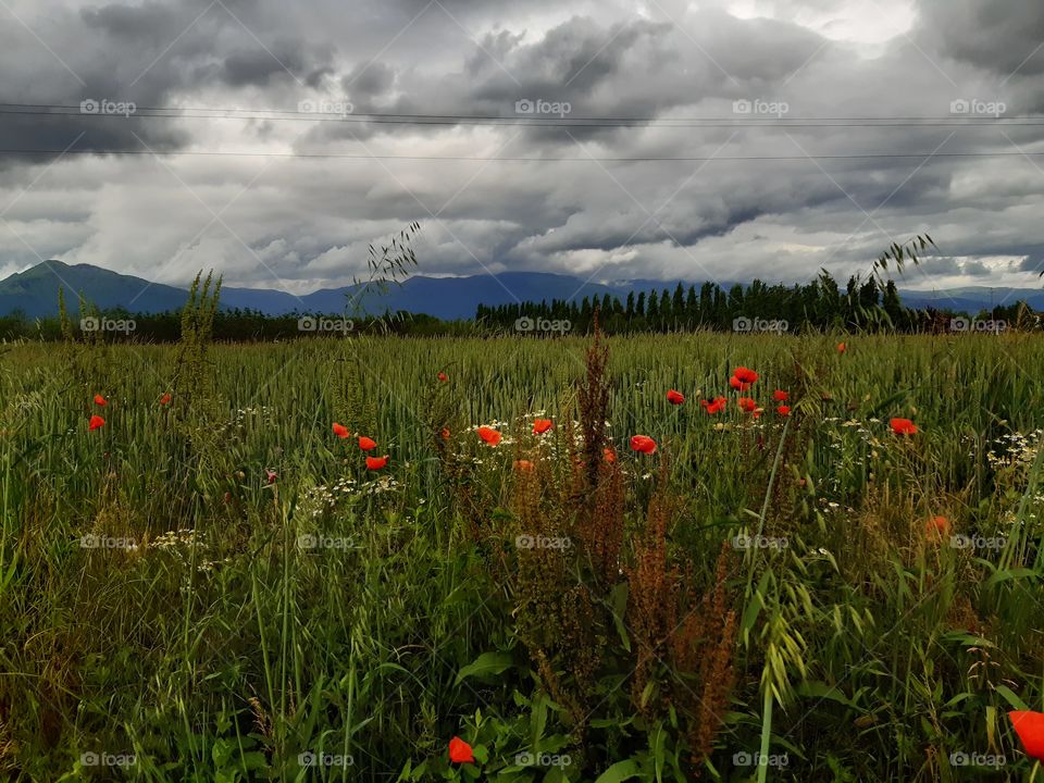 country under a grey sky