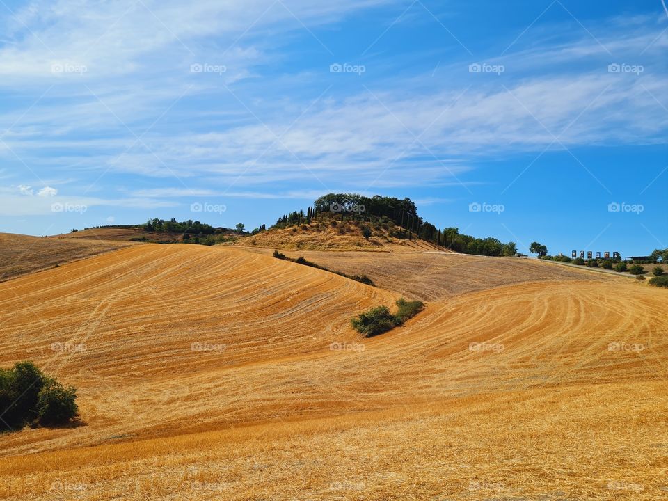 warm colors of the summer landscape of Lajatico in Tuscany