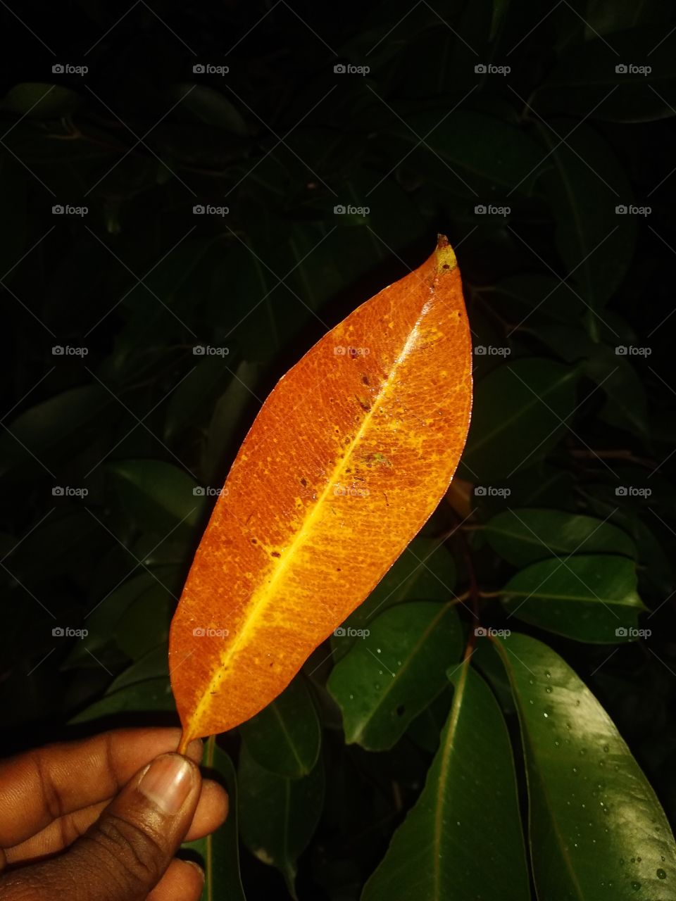 beautiful dry leaf,dry leaf in my hand,dry leaf in hand,dry leaf in my garden,leaf in yellow colour,blackberry dry leaf.