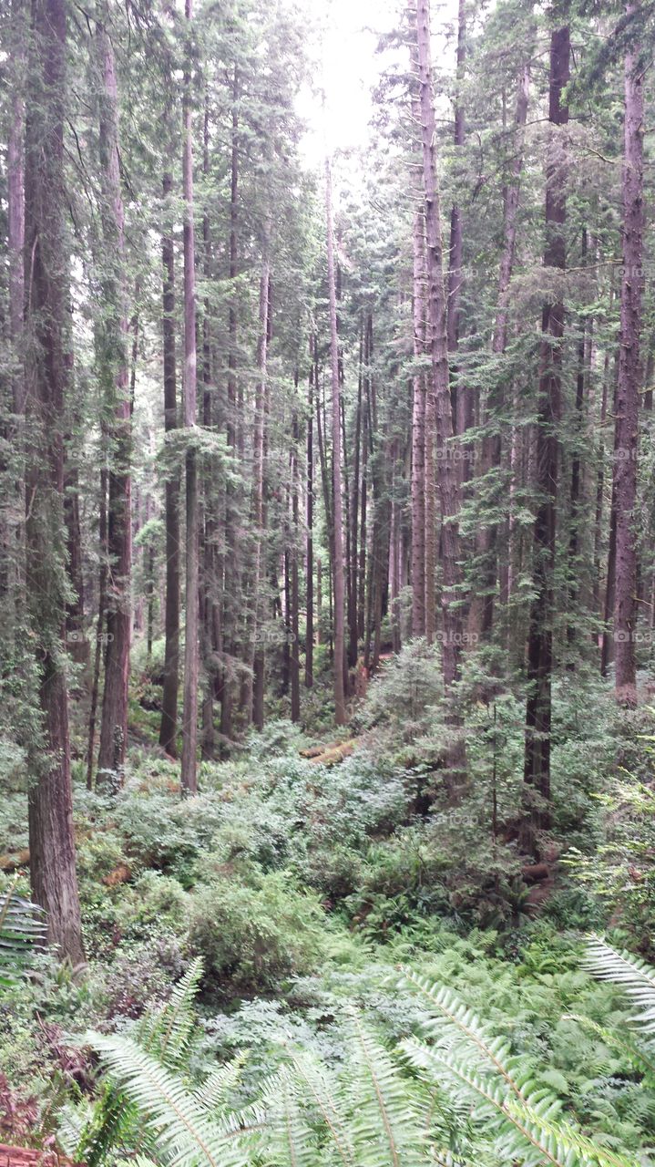Redwoods park 