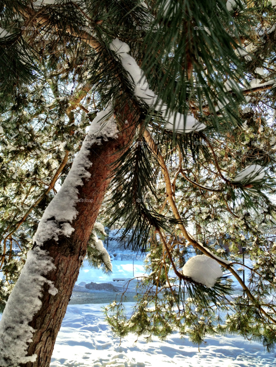 Snow winter wood tree