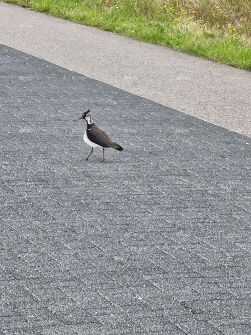 Black and white bird (Vanellus vanellus, also known as peewit, pewit, plover, lapwing) walking on a street