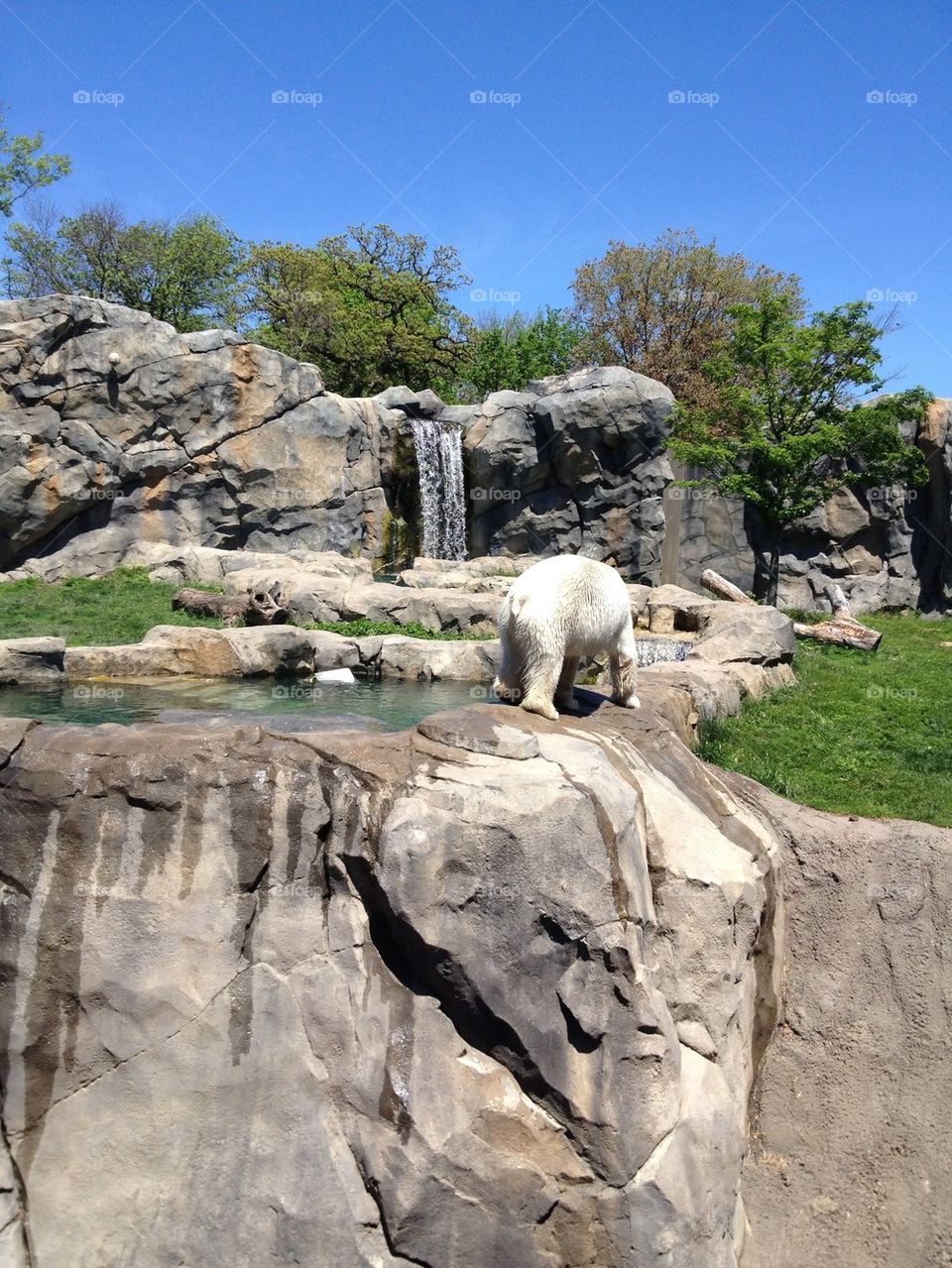 Polar Bear