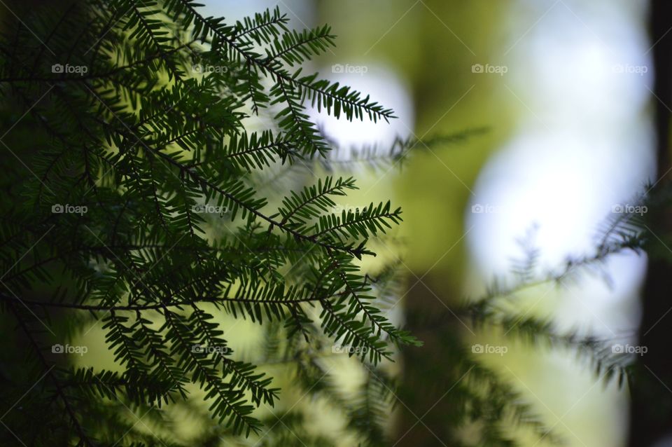 The clearest way into the universe is through a forest wilderness. -John Muir 💚🌲💚🌲💚