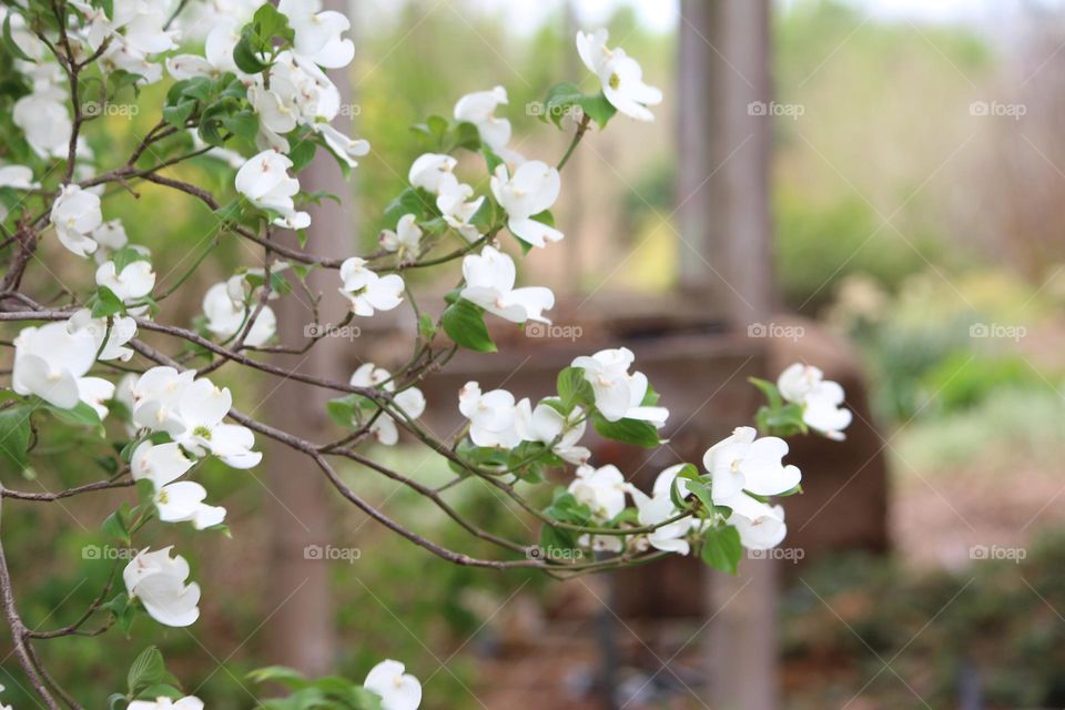 Dogwood Blooms