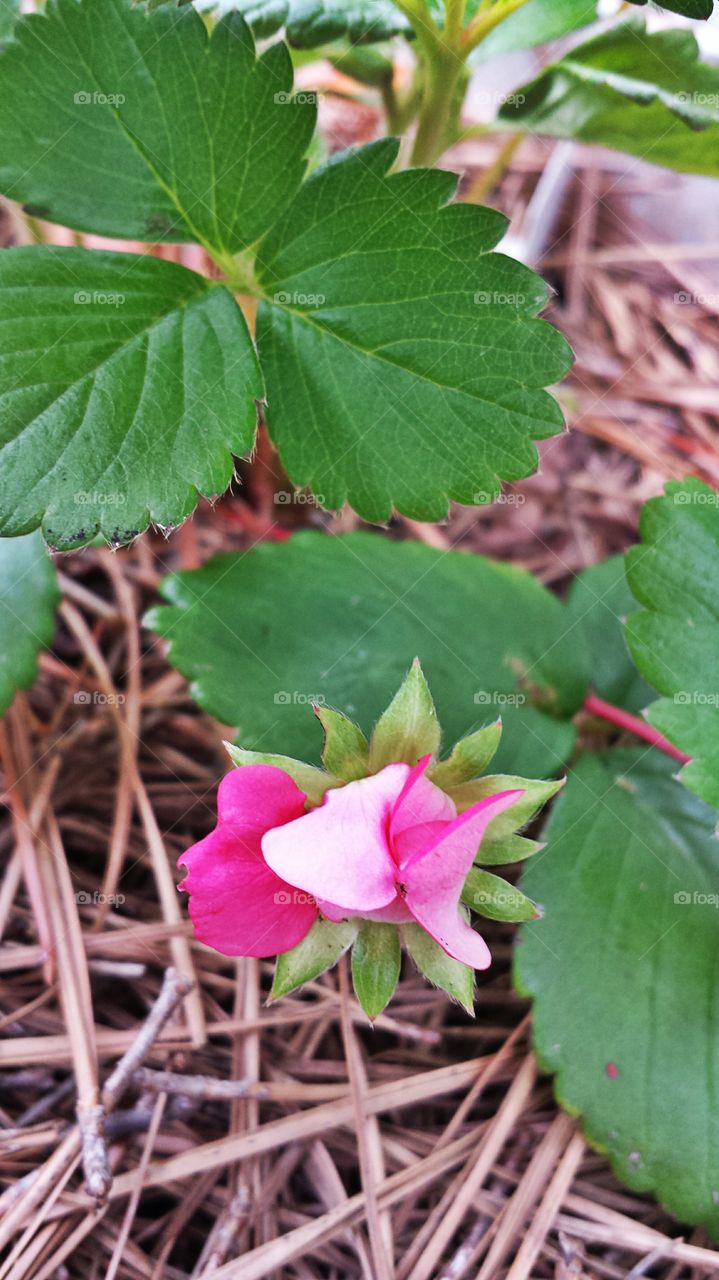 Closed Strawberry Blossom. Pink