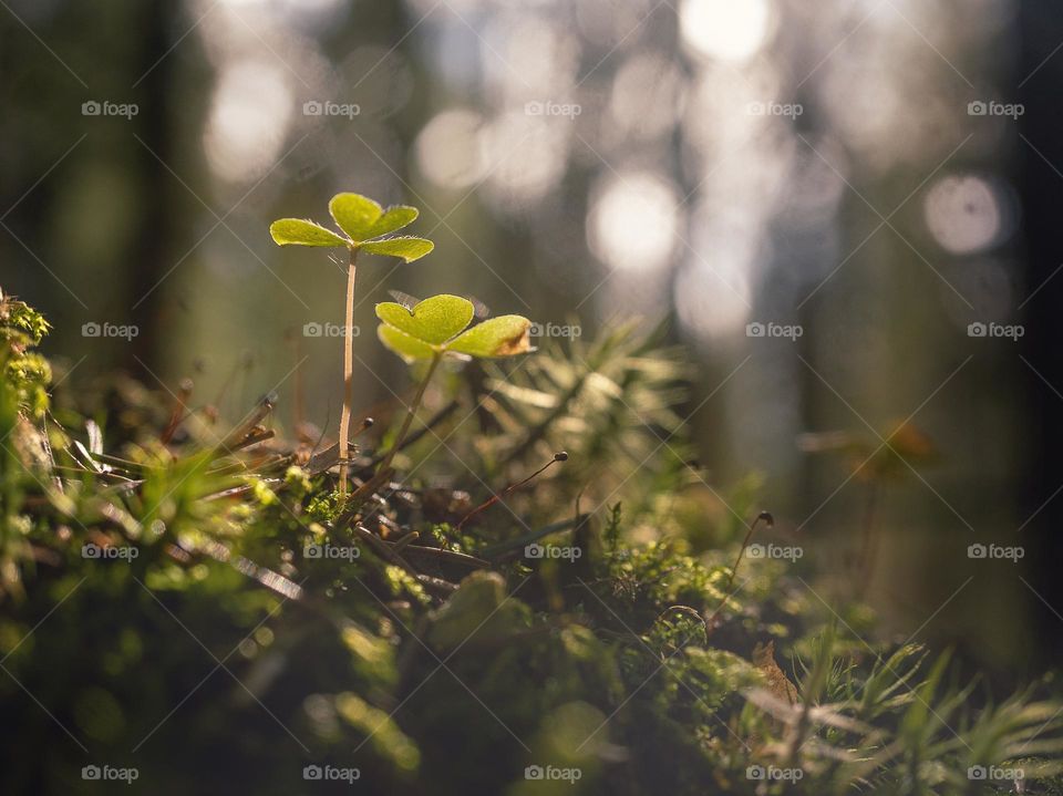 morning in the forest