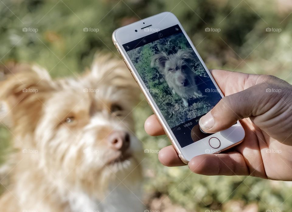 Taking a photo of a dog on an iPhone 