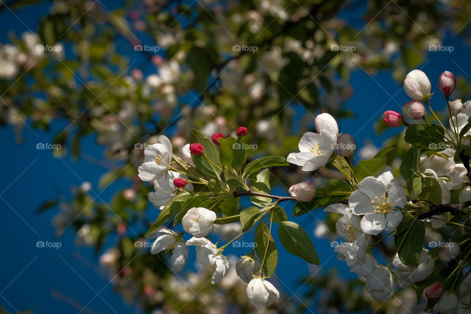 May flowers 