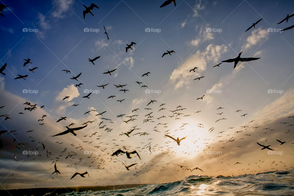 Squadron gannets after a sardine ball dive 