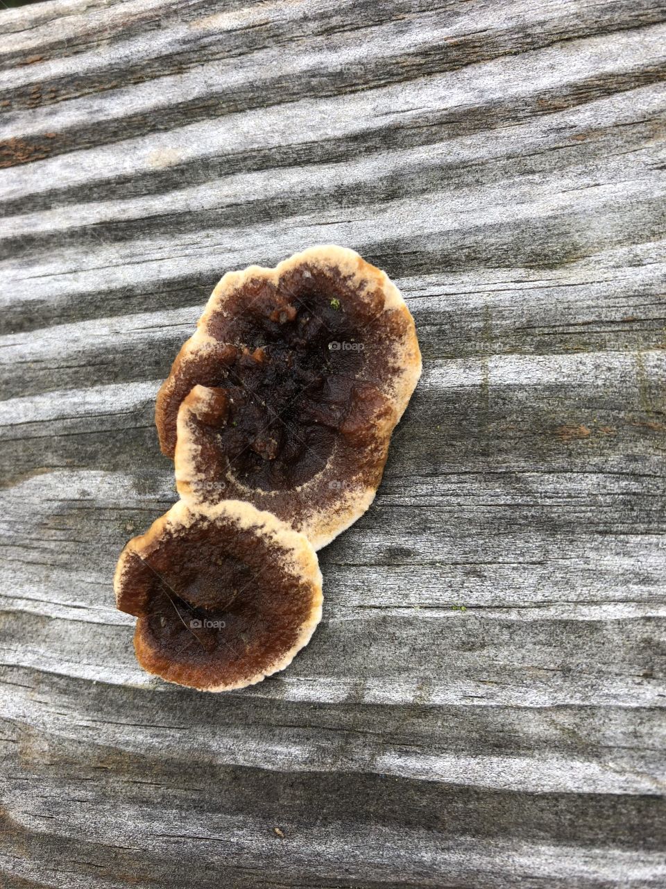 Fungus