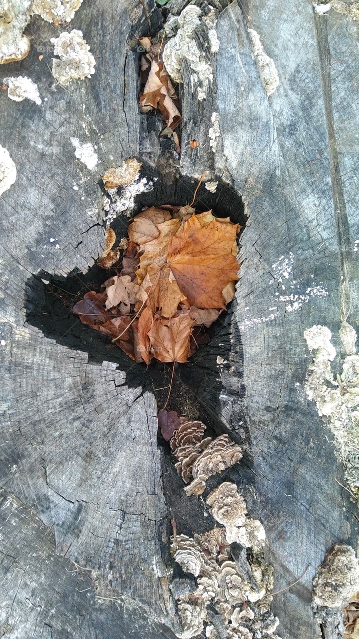 Cracked Stump