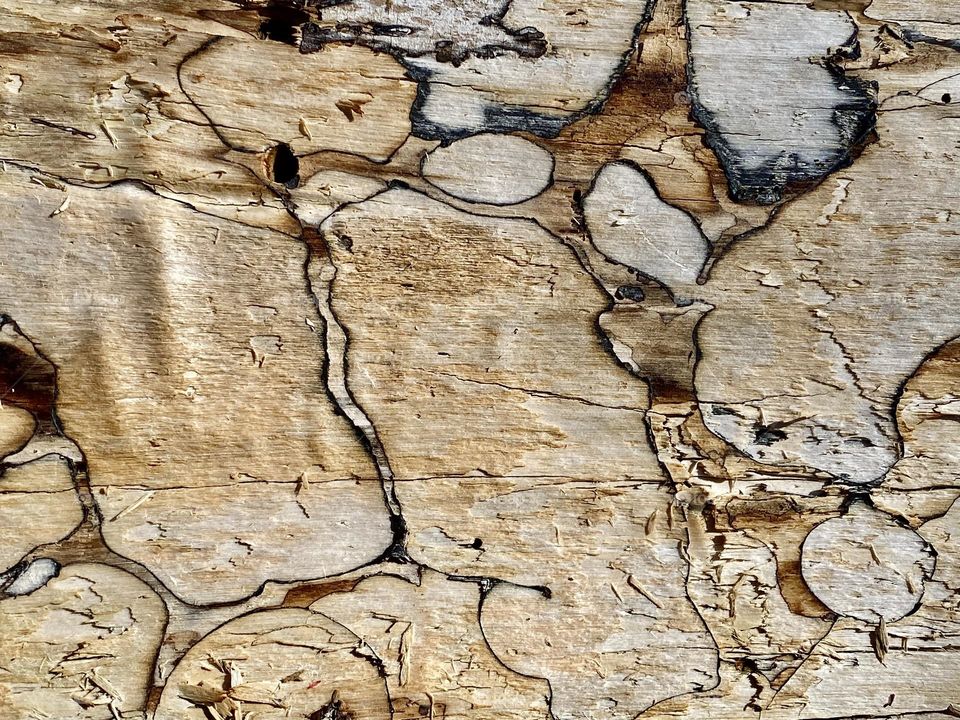 Beautiful colors and patterns on the trunk of an old dead tree