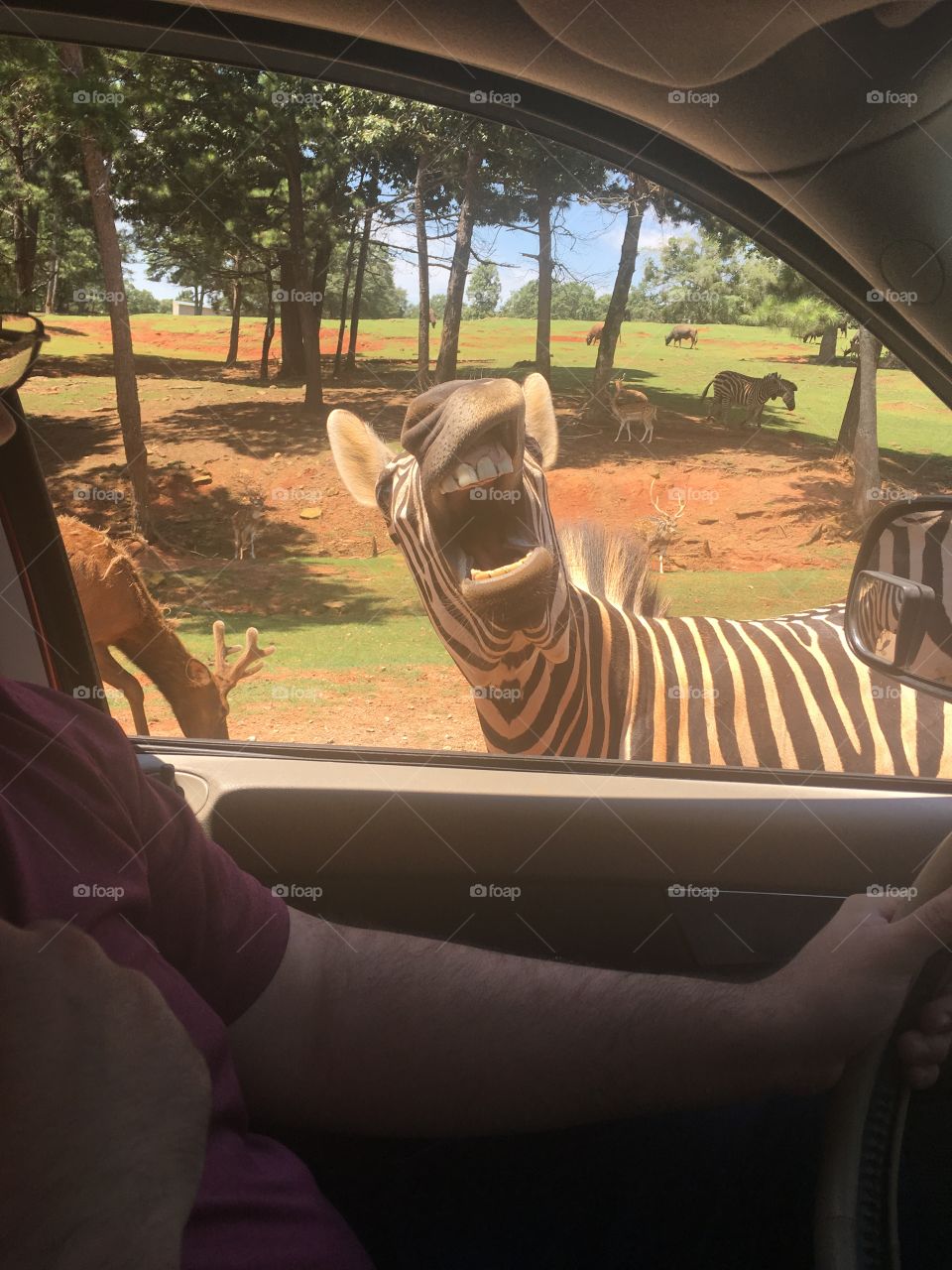 Zebra open mouth 