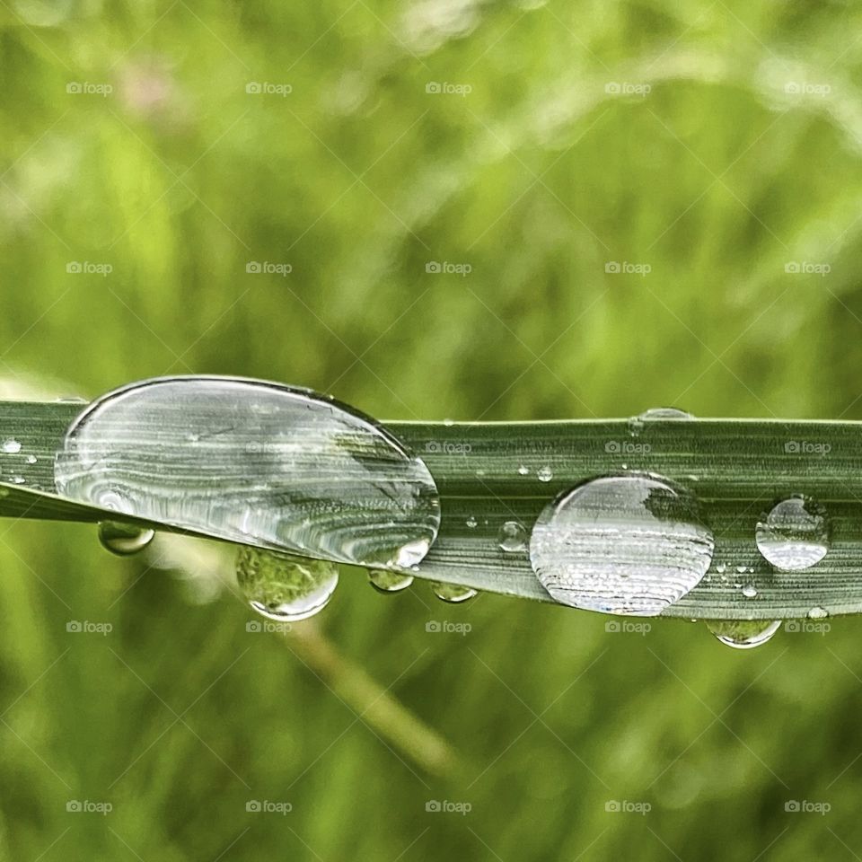 Raindrop 