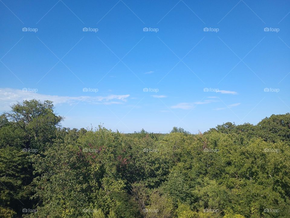 cool picture of bright green trees with bright blue sky on hot summer day in Texas