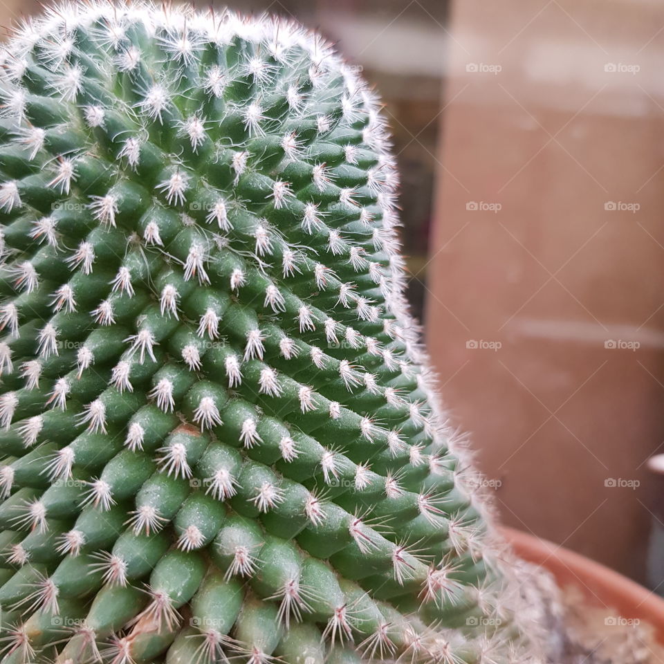 cactus