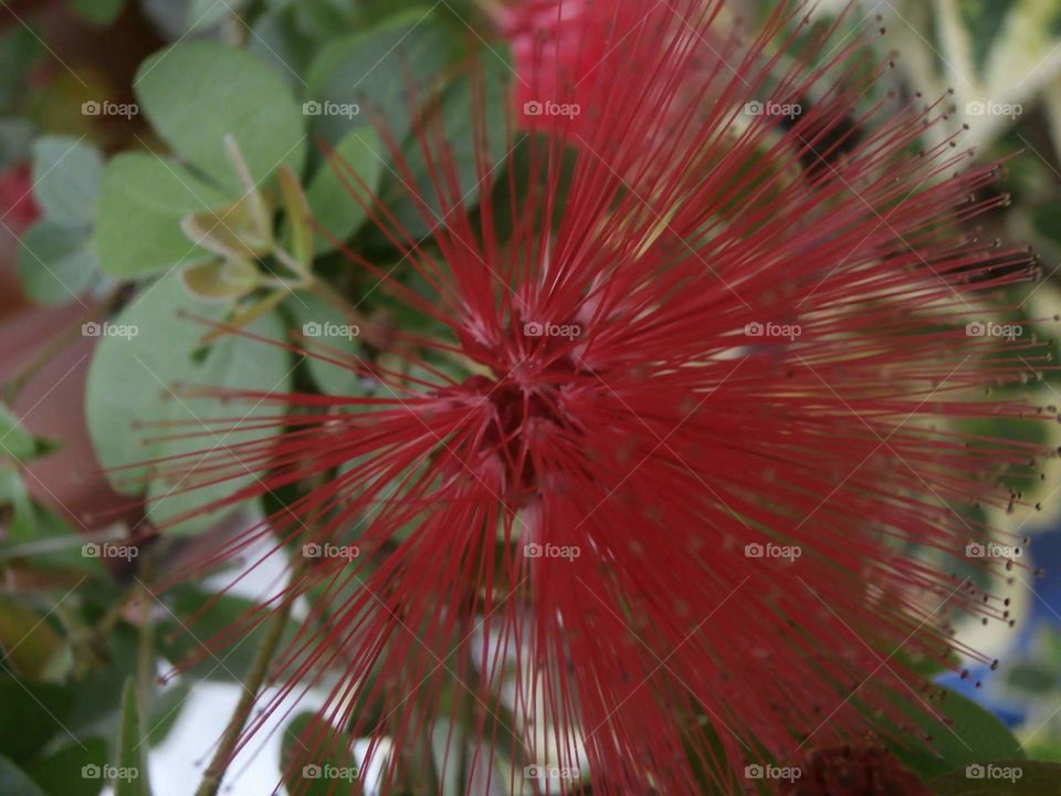Red Spines