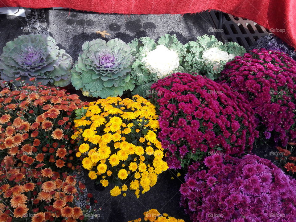 High angle view of flowers