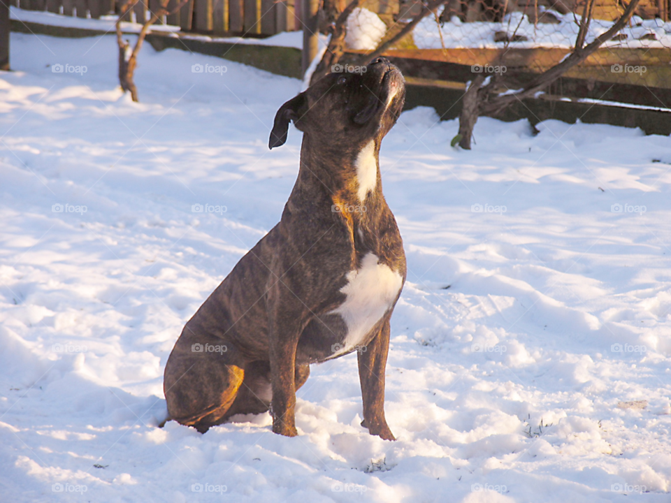 snow winter dog animal by tediiliescu