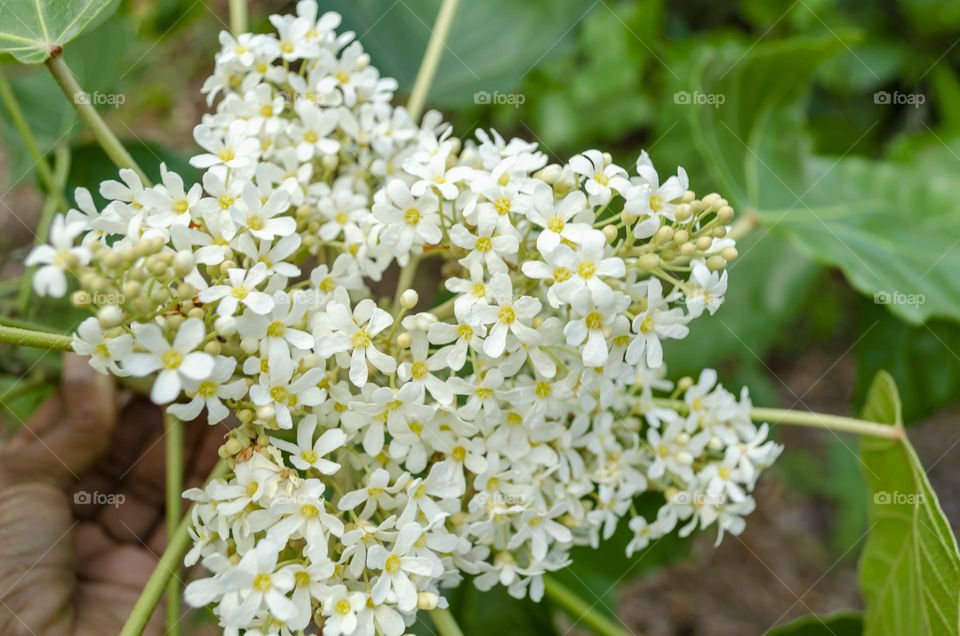 Candlenut Blossoms