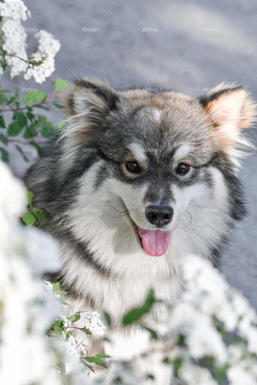 Portrait of a young Finnish Lapphund dog sitting among flowers