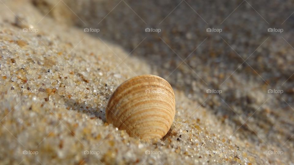 Lonely shell
