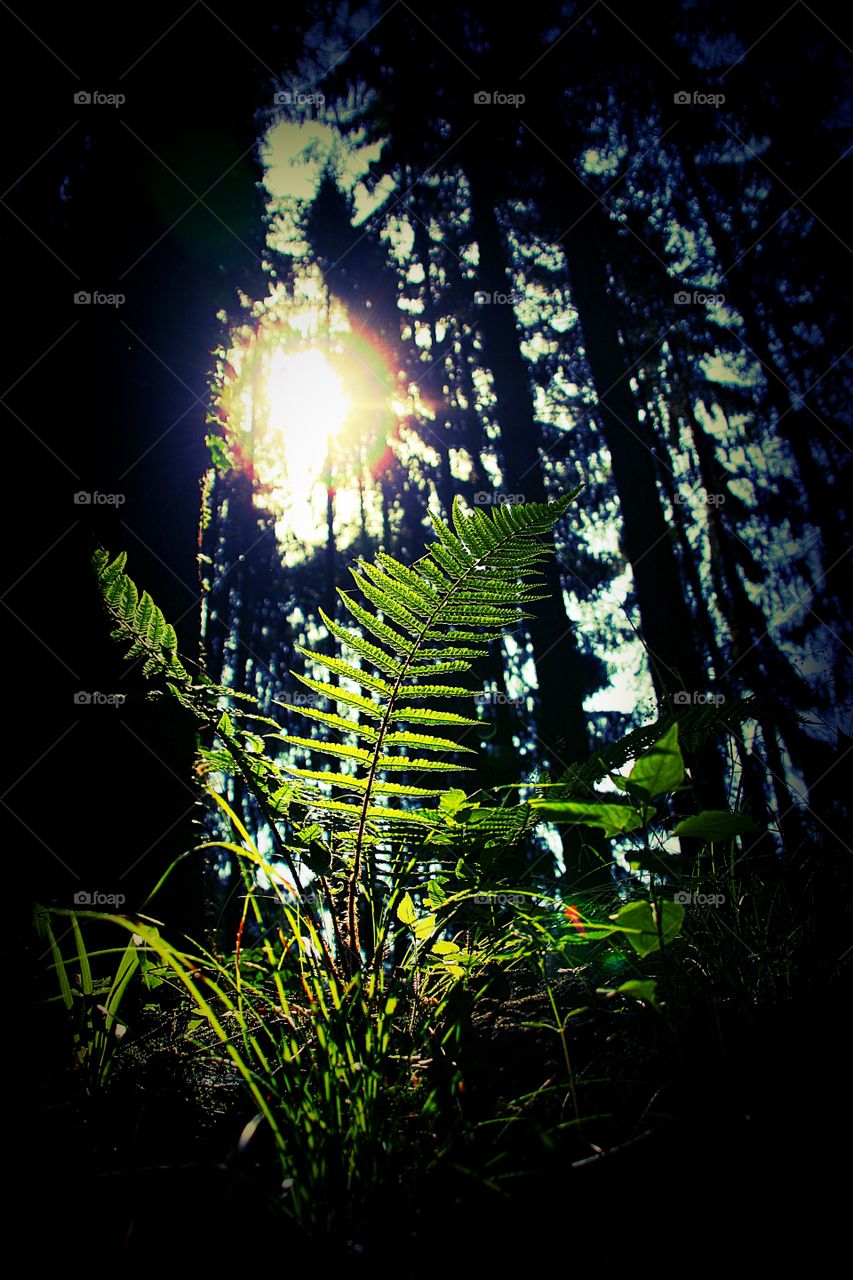 a leaf. a frond in forest