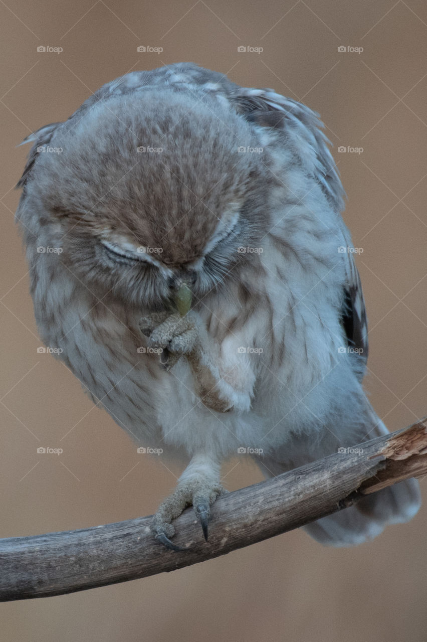 A coughing owl