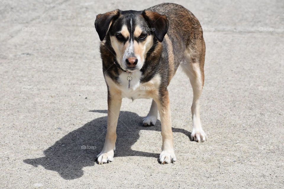 Just a dog enjoying being outside! 