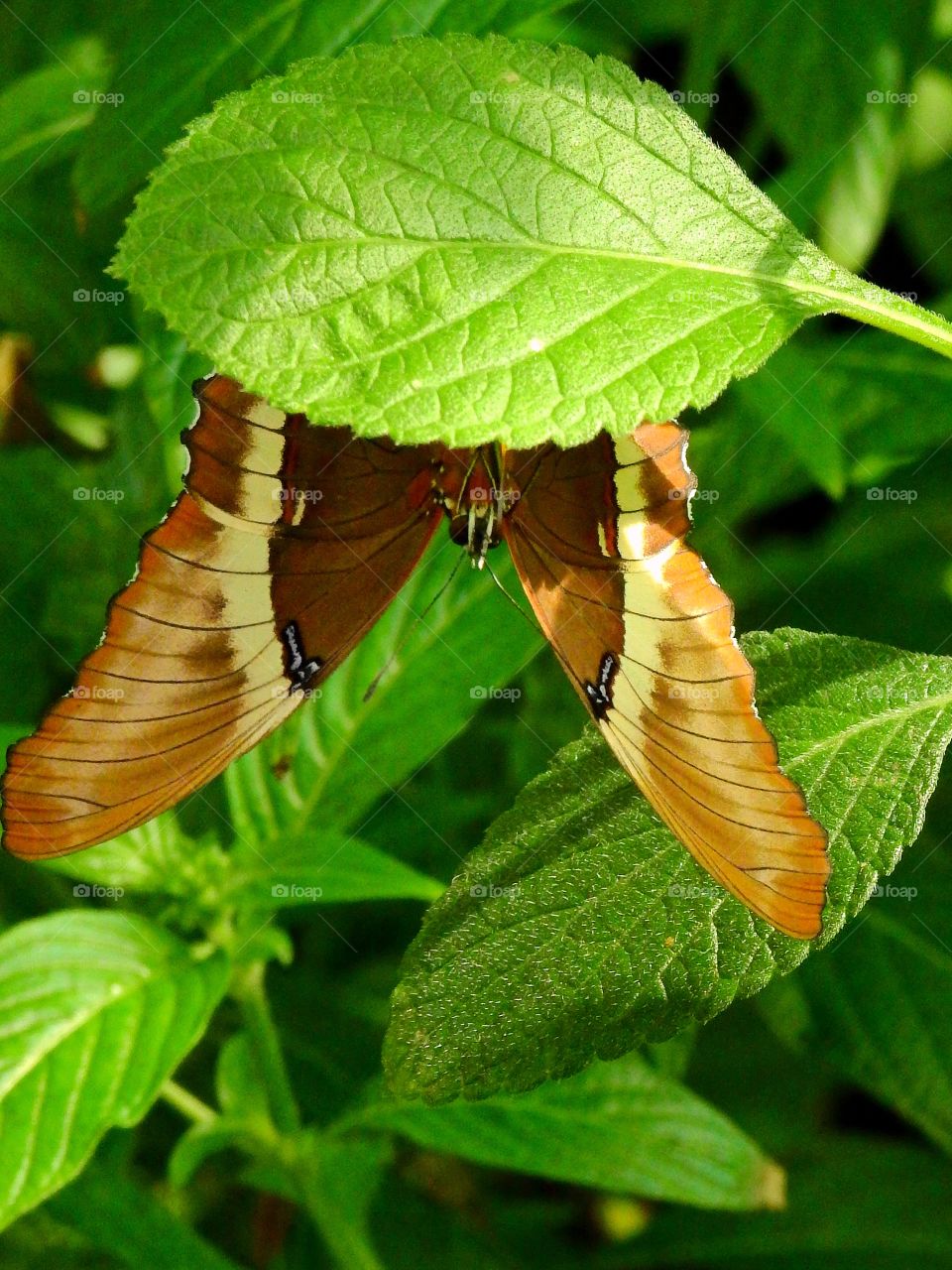 Butterfly upside down