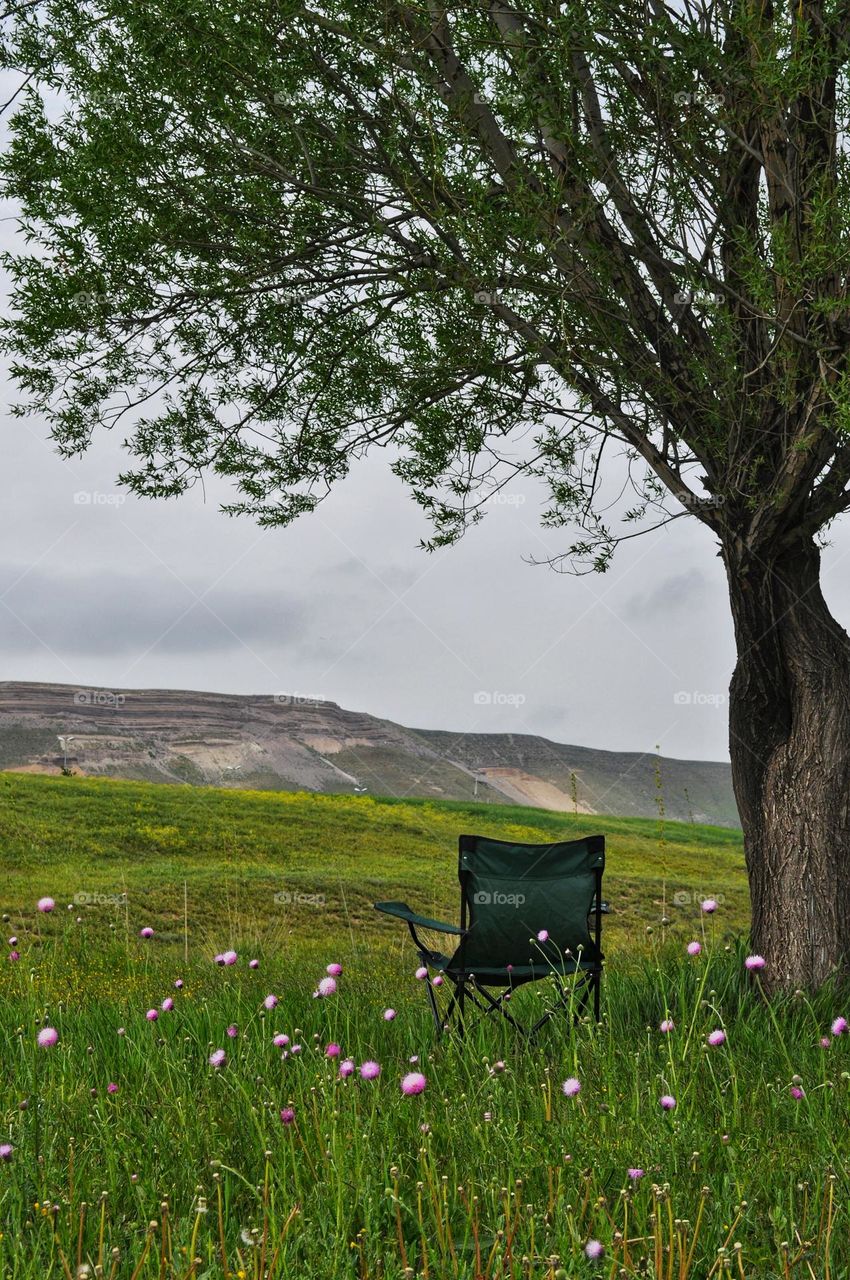 A view of a chair under the tree in the nature, with little purple flowers on the ground.