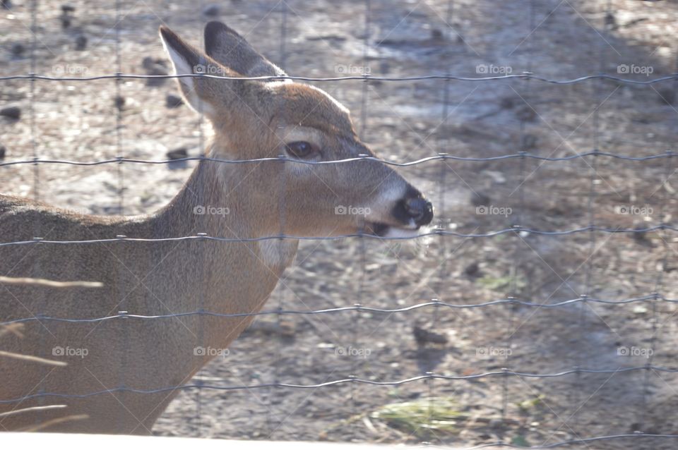 Close up of deer