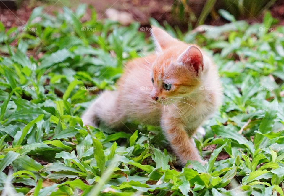 kitten playing on the garden