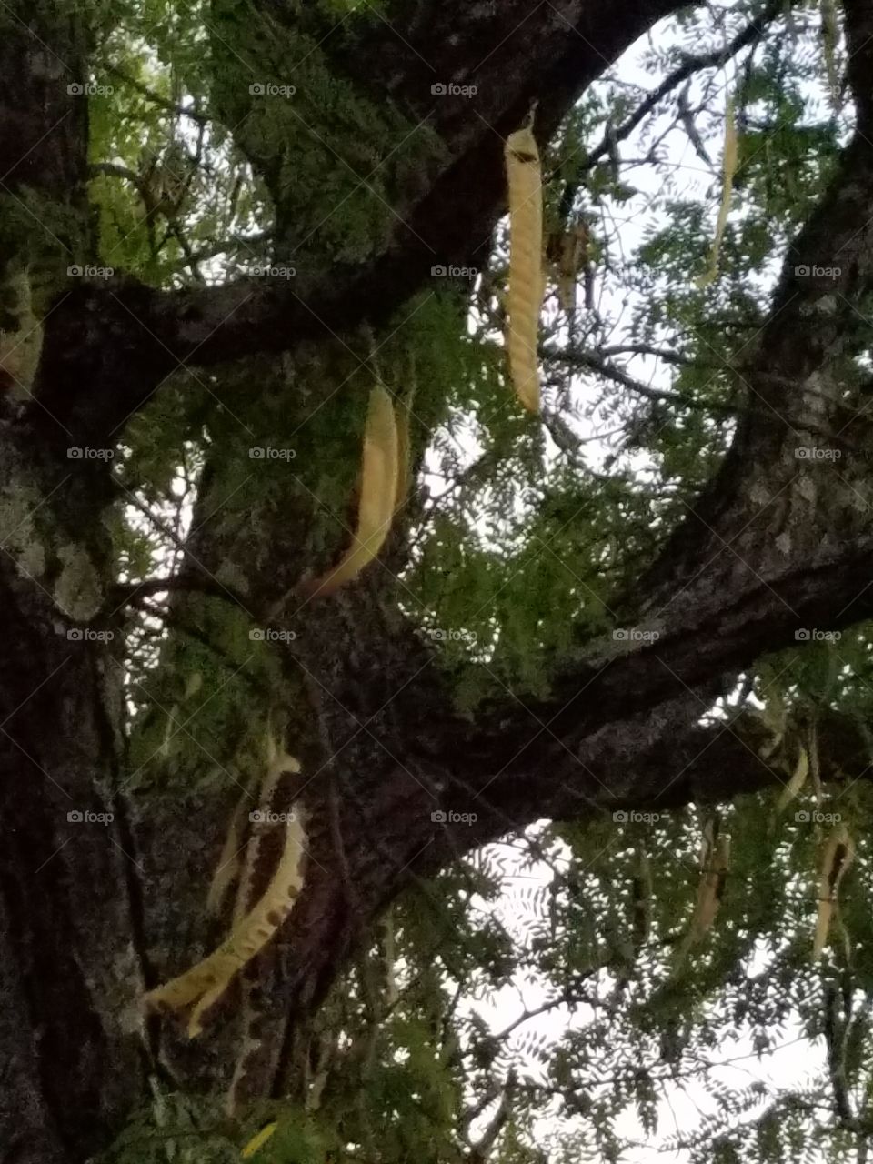 Low angle view of tree