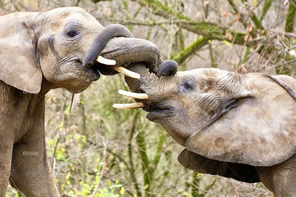 Two young elephants playing with trunks intertwined 