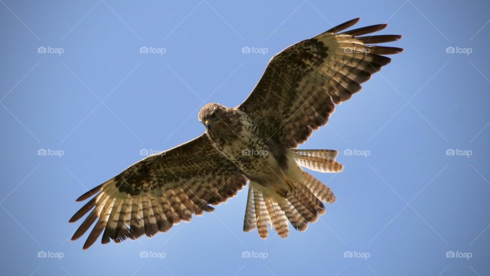 Buzzard 