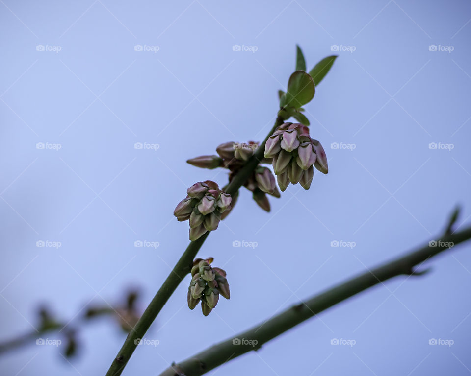 Blueberry blossom buds, low angle against blue sky background