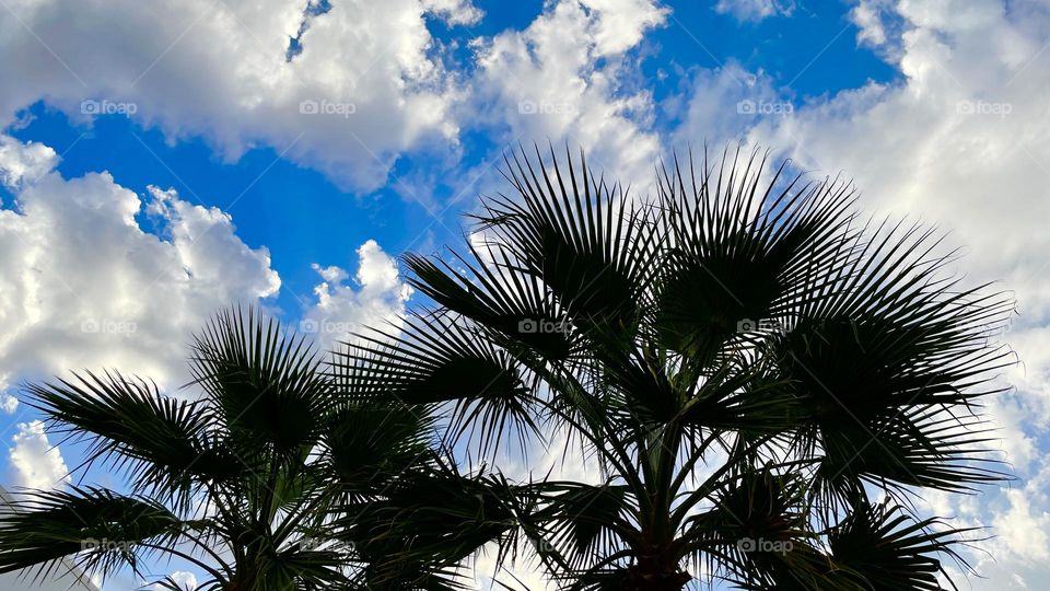 Blue sky and palm tree