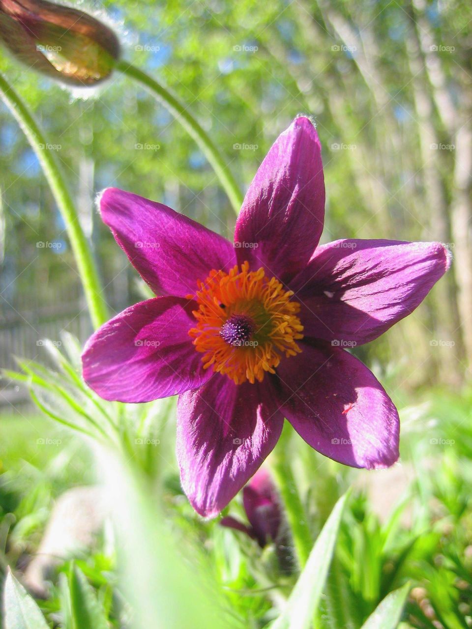 Purple beauty in its full bloom. Color composition is just perfect. Spring, thank you for coming!