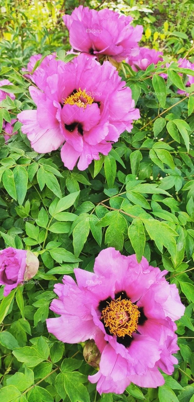 Pastel colors series baby pink