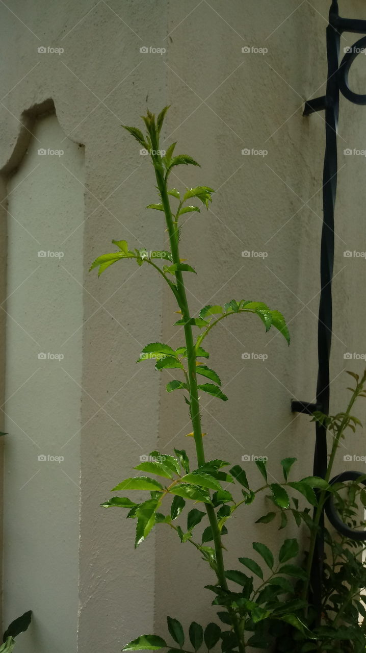 NATURE BOTANICAL PLANTS FLOWER GARDEN ENVIRONMENT