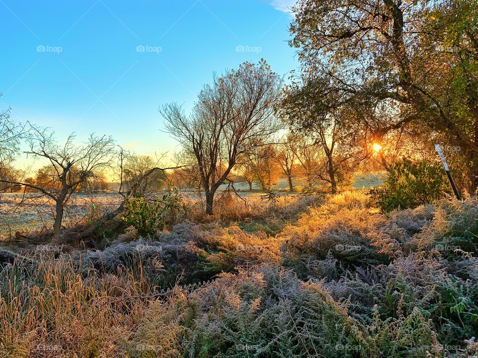 Frosty morning