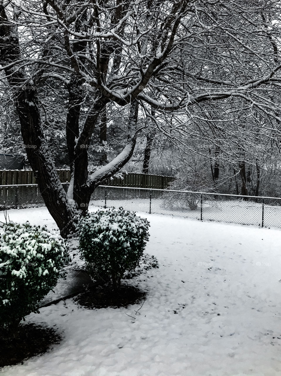 A snow covered backyard with a forked tree and evergreens. 