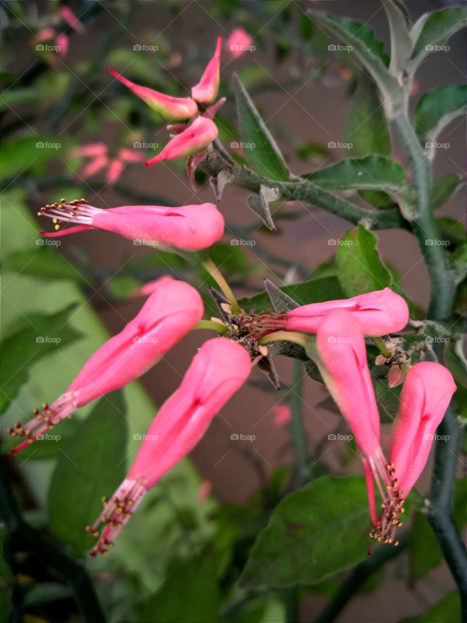 The pinky of the little bird flowers.