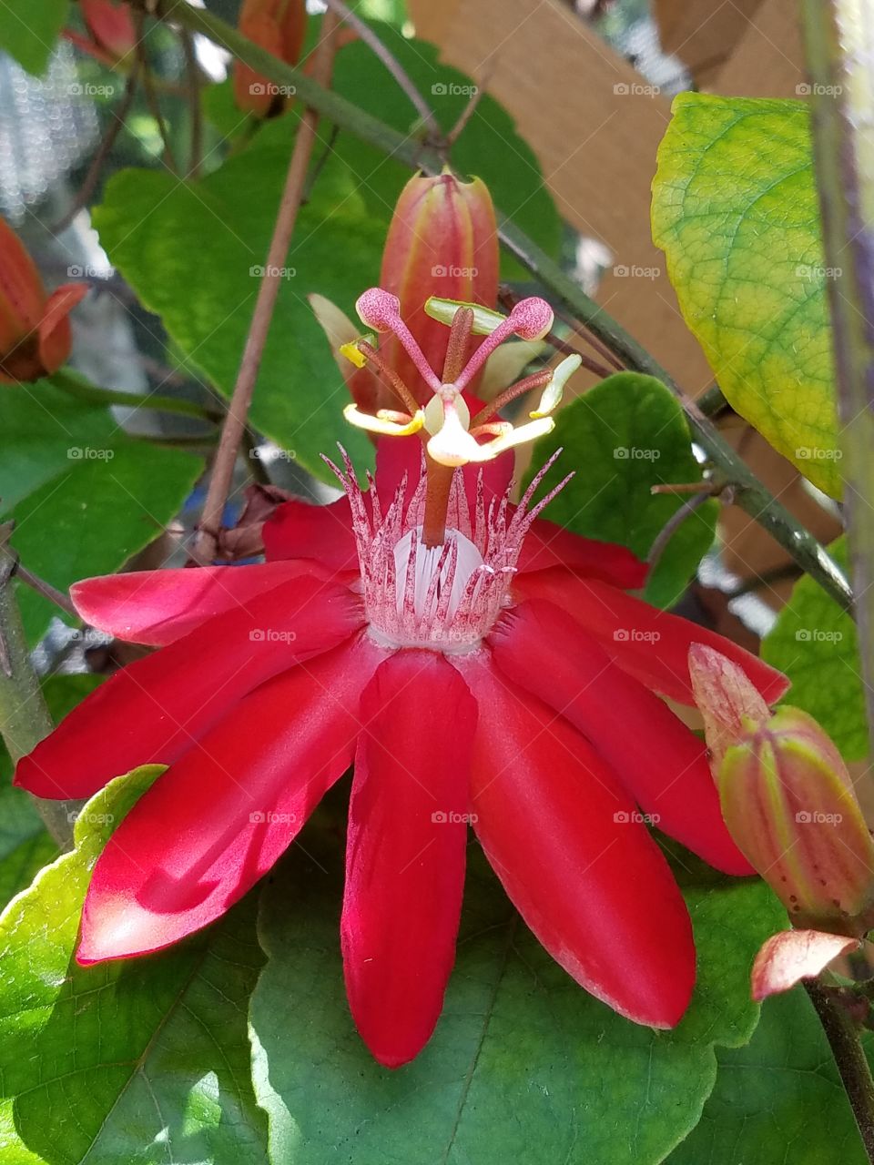 Beautiful Red Exotic Flower
