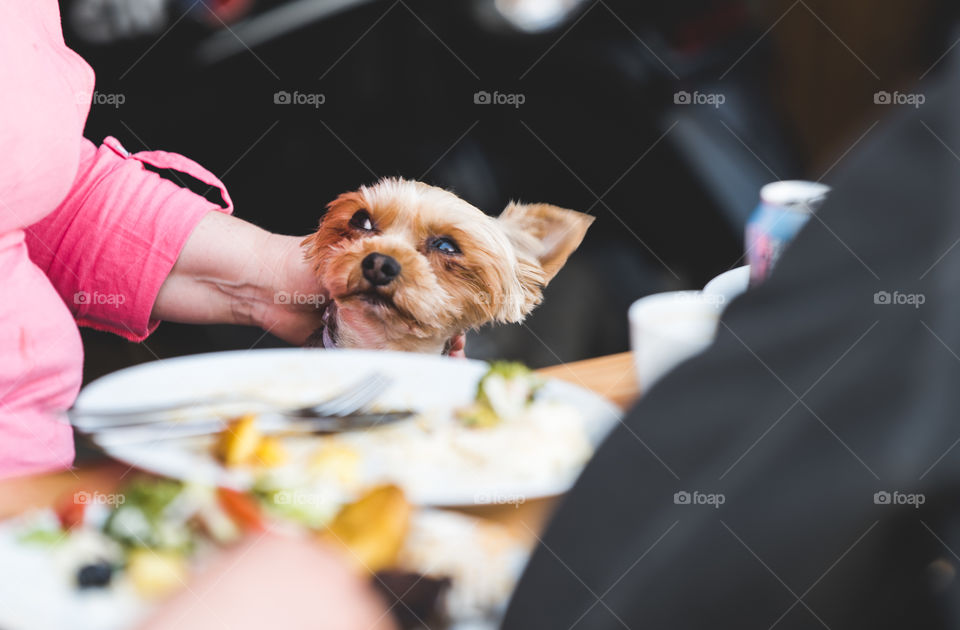 dog family member by the table