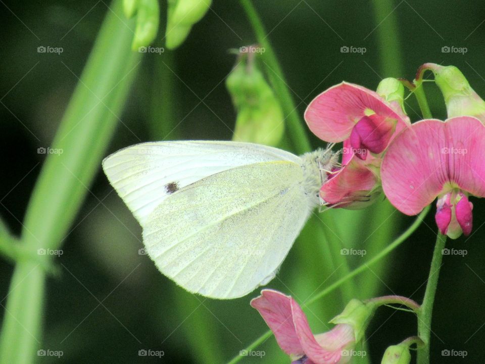 Butterfly amongst a wildflower meadow